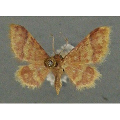 /filer/webapps/moths/media/images/F/fortificata_Idaea_AM_TMSA.jpg