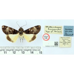 /filer/webapps/moths/media/images/L/leucopasta_Ulotrichopus_HT_BMNH.jpg