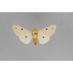 /filer/webapps/moths/media/images/D/decemmaculata_Paralacydes_HT_BMNH.jpg