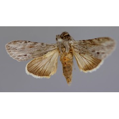 /filer/webapps/moths/media/images/M/malagassa_Cucullia_A_RMCA_01.jpg