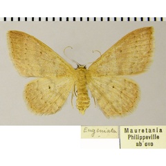 /filer/webapps/moths/media/images/A/algeriaca_Idaea_AF_ZSM_02.jpg
