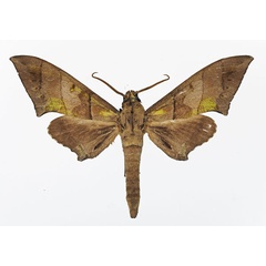 /filer/webapps/moths/media/images/B/bernardii_Polyptychus_AM_Basquin_02.jpg