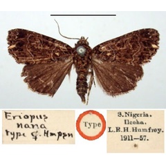 /filer/webapps/moths/media/images/N/nana_Eriopus_HT_BMNH.jpg