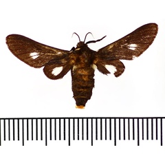 /filer/webapps/moths/media/images/S/specularis_Zarachella_AM_BMNH.jpg