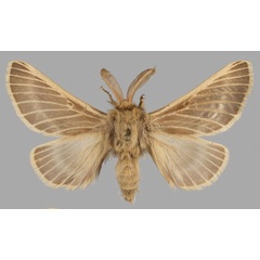 /filer/webapps/moths/media/images/L/levantina_Lemonia_HT_ZSM.jpg