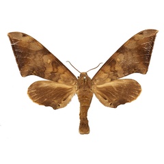 /filer/webapps/moths/media/images/S/serrator_Neopolyptychus_AF_Basquin.jpg