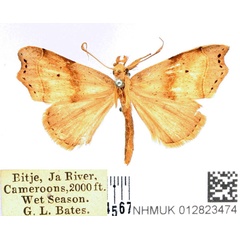/filer/webapps/moths/media/images/M/mesoscia_Paralephana_AM_BMNH.jpg
