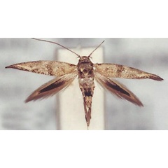 /filer/webapps/moths/media/images/N/nigropterella_Scythris_PT_ZMUC.jpg