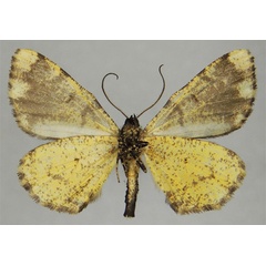 /filer/webapps/moths/media/images/G/gibbosa_Xylopteryx_HT_ZSMb.jpg
