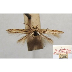 /filer/webapps/moths/media/images/G/griseoptera_Paratelphusa_HT_TMSA.jpg