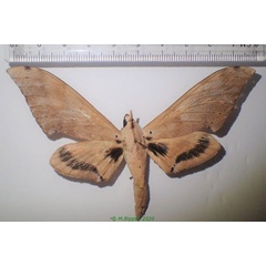 /filer/webapps/moths/media/images/G/grandidieri_Pseudoclanis_A_Bippus.jpg