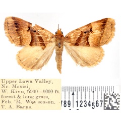 /filer/webapps/moths/media/images/S/submarginalis_Marcipalina_AF_BMNH.jpg