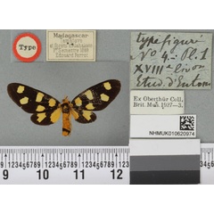 /filer/webapps/moths/media/images/P/perroti_Naclia_HT_BMNHa.jpg