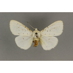 /filer/webapps/moths/media/images/S/schraderi_Micralarctia_LT_BMNH.jpg