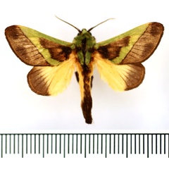 /filer/webapps/moths/media/images/C/capillatus_Stroter_AM_BMNH.jpg
