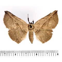 /filer/webapps/moths/media/images/A/acutissima_Hypopleurona_AF_BMNH.jpg