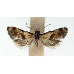 /filer/webapps/moths/media/images/M/misella_Eugnosta_AM_ISEA.jpg