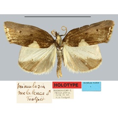 /filer/webapps/moths/media/images/M/melaleuca_Mimulosia_HT_MNHNa.jpg