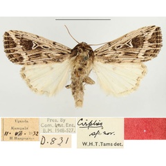 /filer/webapps/moths/media/images/R/reticulata_Leucania_AM_BMNH_01.jpg