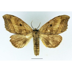 /filer/webapps/moths/media/images/A/angulata_Pseudobarobata_AM_Basquin_03.jpg