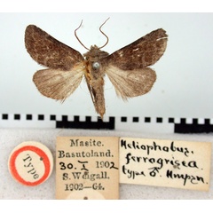 /filer/webapps/moths/media/images/F/ferrogrisea_Heliophobus_HT_BMNH.jpg