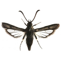 /filer/webapps/moths/media/images/D/domaticola_Osmanthedon_HT_BMNH.jpg