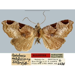 /filer/webapps/moths/media/images/M/malgassica_Androlymnia_AT_MNHN.jpg