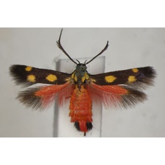 /filer/webapps/moths/media/images/L/laetissima_Eretmocera_A_BMNH_02.jpg