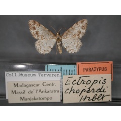 /filer/webapps/moths/media/images/C/chopardi_Ectropis_PT_RMCA_01.jpg