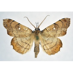 /filer/webapps/moths/media/images/V/vicaria_Egnasia_AM_NHMO.jpg