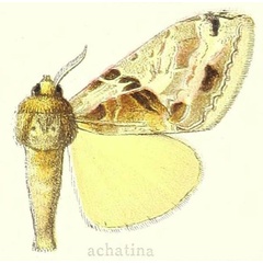 /filer/webapps/moths/media/images/A/achatina_Dasychira_STM_Hering_26h.jpg