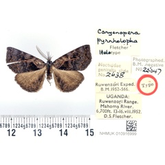 /filer/webapps/moths/media/images/P/pyrrholopha_Caryonopera_HT_BMNH.jpg