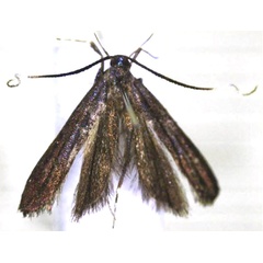 /filer/webapps/moths/media/images/M/matutinalis_Parkiana_HT_BMNH.jpg