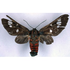 /filer/webapps/moths/media/images/G/gloriosa_Balacra_HT_BMNH_01.jpg