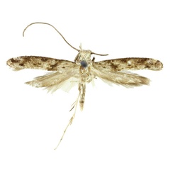 /filer/webapps/moths/media/images/O/obtorta_Xyrosaris_LT_BMNH.jpg