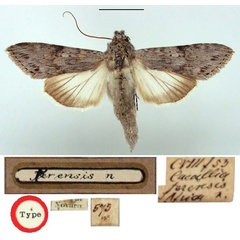 /filer/webapps/moths/media/images/T/terensis_Cucullia_HT_BMNH.jpg