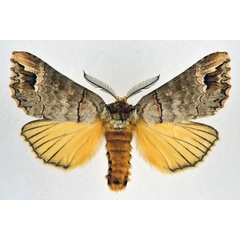 /filer/webapps/moths/media/images/P/princei_Phalera_AM_NHMO.jpg