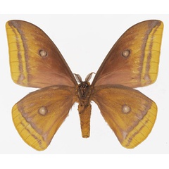 /filer/webapps/moths/media/images/A/anna_Gonimbrasia_AM_Basquinb.jpg