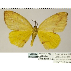 /filer/webapps/moths/media/images/R/roseidaria_Hylemera_AM_ZSMa.jpg