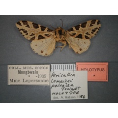 /filer/webapps/moths/media/images/P/paleacea_Kiriakoffalia_HT_RMCA_01.jpg