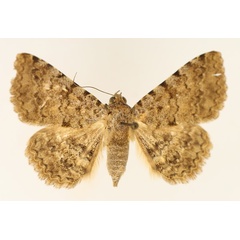 /filer/webapps/moths/media/images/S/sexmaculata_Beriodesma_AF_TMSA_02.jpg