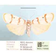 /filer/webapps/moths/media/images/P/puella_Cyana_A_MGCLa_01.JPG