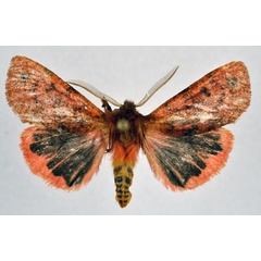 /filer/webapps/moths/media/images/M/metamelaena_Carcinarctia_AM_NHMO.jpg