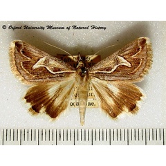 /filer/webapps/moths/media/images/I/illustrata_Cerocala_A_OUMNH.jpg