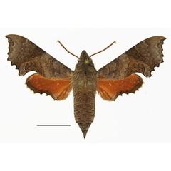 /filer/webapps/moths/media/images/E/elegans_Temnora_AM_Basquin_01.jpg