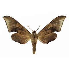 /filer/webapps/moths/media/images/R/retusus_Polyptychus_AF_Basquin_03.jpg