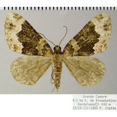 /filer/webapps/moths/media/images/D/dimorpha_Mimoclystia_AF_ZSM.jpg