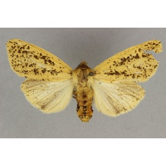 /filer/webapps/moths/media/images/S/sabulosa_Estigmene_AF_BMNH.jpg