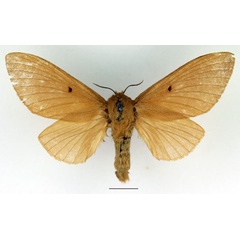 /filer/webapps/moths/media/images/N/nitescens_Phoenicladocera_AF_Basquin_01.jpg