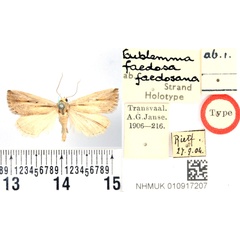 /filer/webapps/moths/media/images/F/faedosana_Eublemma_HT_BMNH.jpg